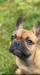 Found/Stray Unknown Dog last seen Boenig, Midsummer Meadow, Graytown. Converse/Schertz, TX, USA, Schertz, TX 78109