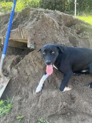 Found/Stray Male Dog last seen Midway rd and 178, Pickens, SC 29671