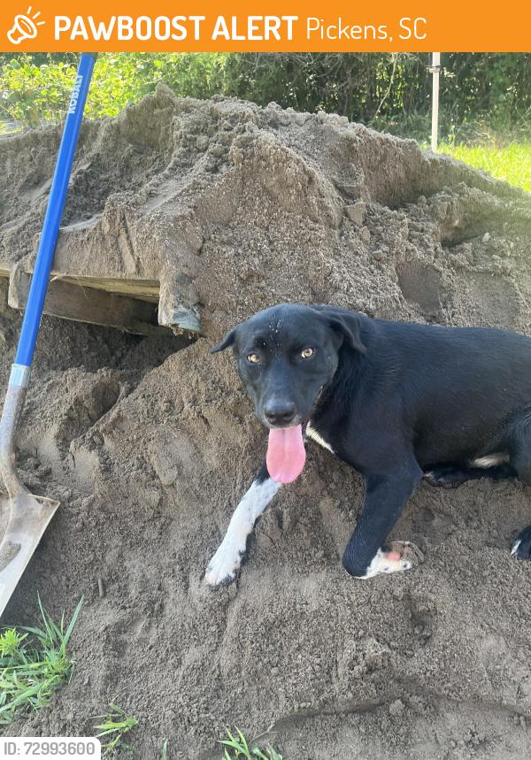 Found/Stray Male Dog last seen Midway rd and 178, Pickens, SC 29671