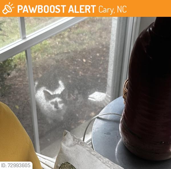 Found/Stray Unknown Cat last seen  Carolina Preserve, Cary, NC 27519