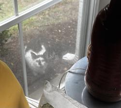 Found/Stray Unknown Cat last seen  Carolina Preserve, Cary, NC 27519