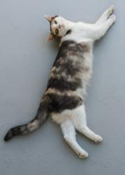 Lost Female Cat last seen Bond St, Melbourne, FL 32901