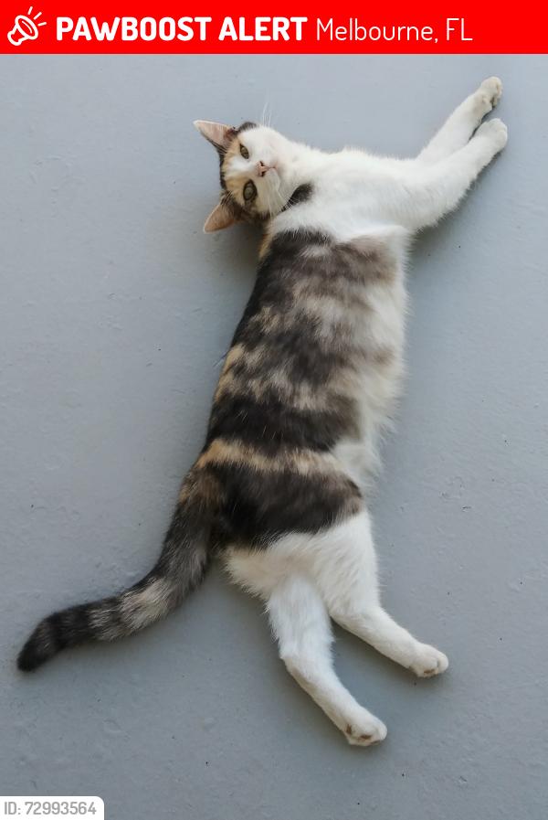 Lost Female Cat last seen Bond St, Melbourne, FL 32901