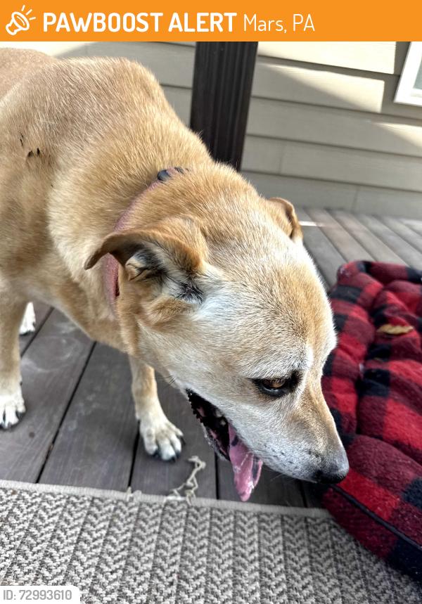 Found/Stray Female Dog last seen Far View and Black Rock, Mars, PA 16046