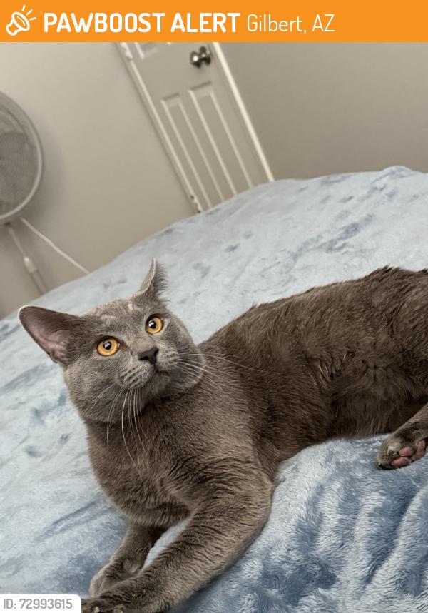 Found/Stray Male Cat last seen Germann and power, Gilbert, AZ 85297