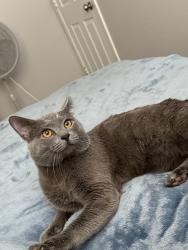 Found/Stray Male Cat last seen Germann and power, Gilbert, AZ 85297