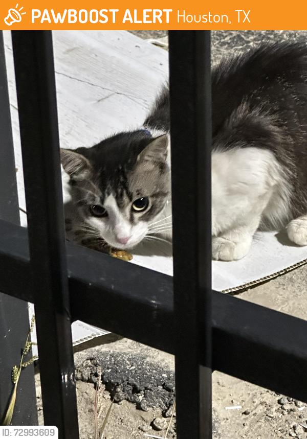 Found/Stray Unknown Cat last seen Jones Rd behind Santa Ana Body Shop, Houston, TX 77065