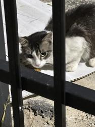 Found/Stray Unknown Cat last seen Jones Rd behind Santa Ana Body Shop, Houston, TX 77065