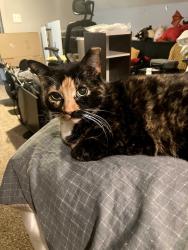 Lost Female Cat last seen Chardon Hill, Euclid, OH 44117