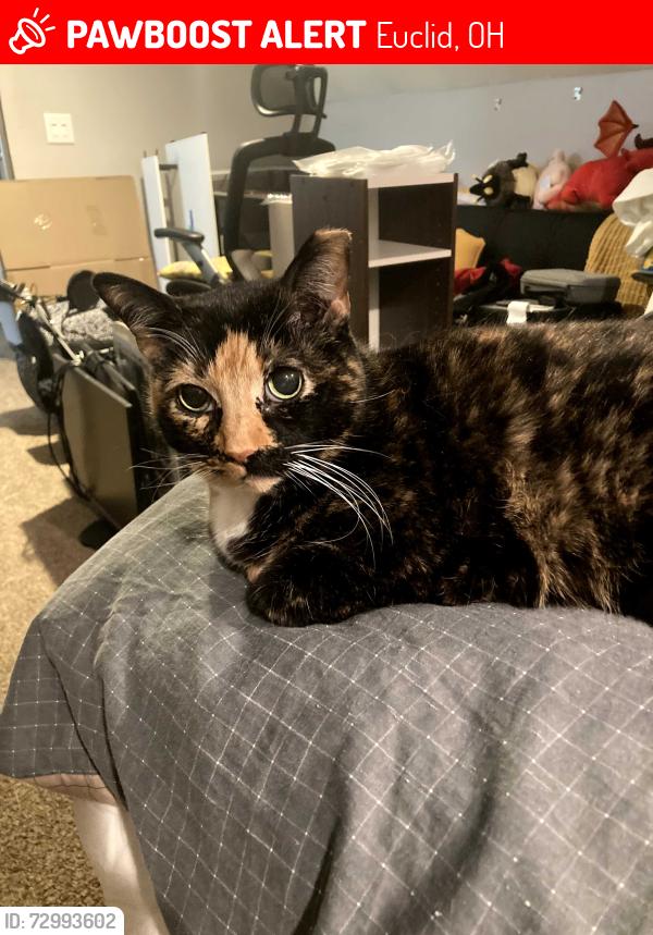 Lost Female Cat last seen Chardon Hill, Euclid, OH 44117
