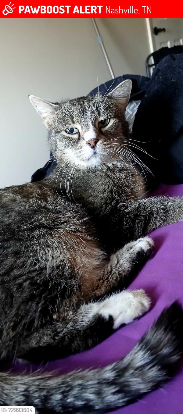 Lost Female Cat last seen Nashboro Blvd, Nashville, TN 37217
