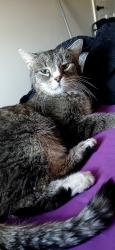 Lost Female Cat last seen Nashboro Blvd, Nashville, TN 37217