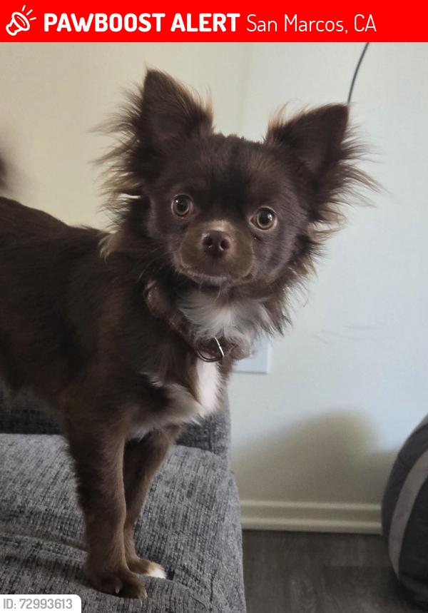Lost Male Dog last seen Twin oaks san marcos ca, San Marcos, CA 92078