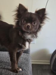 Lost Male Dog last seen Twin oaks san marcos ca, San Marcos, CA 92078