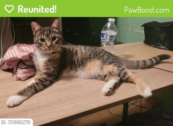 Reunited Female Cat last seen Hidden Creek Subdivision, Conroe, TX 77301
