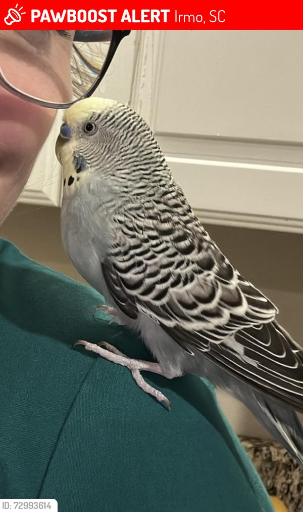 Lost Male Bird last seen Dreher Shoals Road and Leamington Way, Irmo, SC 29063