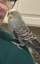 Lost Male Bird last seen Dreher Shoals Road and Leamington Way, Irmo, SC 29063