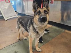 Shelter Stray Female Dog last seen , 14409 Vanowen St, Van Nuys, CA 91405, USA