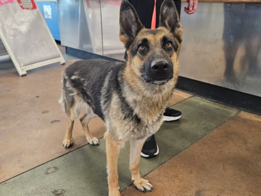 Shelter Stray Female Dog last seen , 14409 Vanowen St, Van Nuys, CA 91405, USA