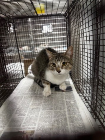 Shelter Stray Female Cat last seen , 14409 Vanowen St, Van Nuys, CA 91405, USA