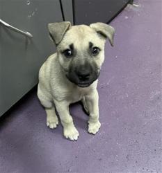 Shelter Stray Female Dog last seen Near BLK WALNUT, 7700 E Spring St, Long Beach, CA 90815, USA