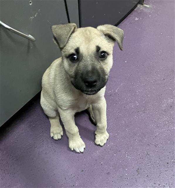 Shelter Stray Female Dog last seen Near BLK WALNUT, 7700 E Spring St, Long Beach, CA 90815, USA