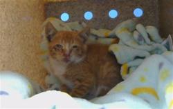 Shelter Stray Male Cat last seen , 216 W Victoria St, Gardena, CA 90248, USA