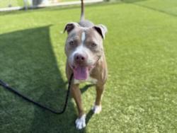 Shelter Stray Male Dog last seen , 3201 Lacy St, Los Angeles, CA 90031, USA