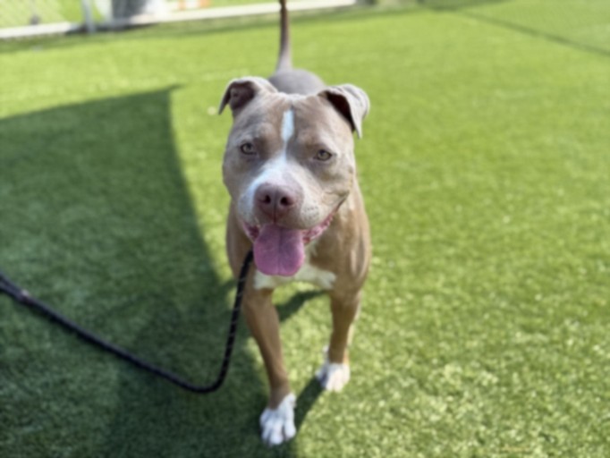 Shelter Stray Male Dog last seen , 3201 Lacy St, Los Angeles, CA 90031, USA