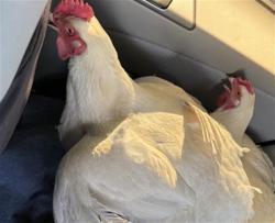 Shelter Stray Female Poultry last seen DICKSON ST & BELLAWOOD, 2127 Front St, Sacramento, CA 95818, USA