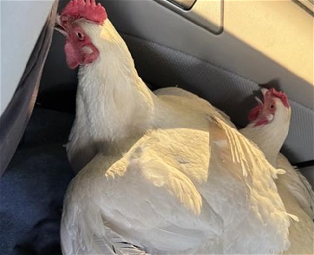Shelter Stray Female Poultry last seen DICKSON ST & BELLAWOOD, 2127 Front St, Sacramento, CA 95818, USA