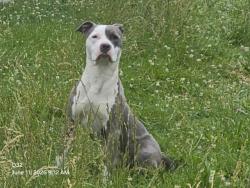 Shelter Stray Male Dog last seen Near BLOCK KENDALL ST, DETROIT, MI 48238, 7401 Chrysler Dr, Detroit, MI 48211, USA