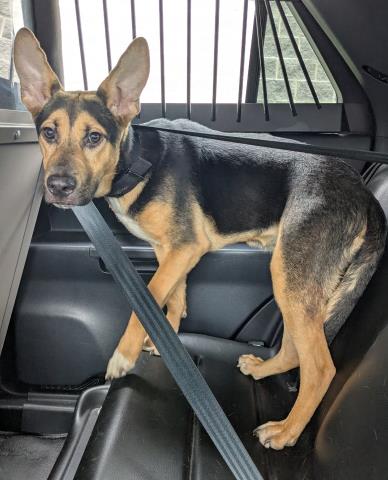 Shelter Stray Male Dog last seen Near BLOCK CURT ST, DETROIT MI 48213, 7401 Chrysler Dr, Detroit, MI 48211, USA
