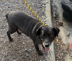 Shelter Stray Male Dog last seen Near BLOCK OCALA RD, TALLAHASSEE FL 32304, 1125 Easterwood Dr, Tallahassee, FL 32311, USA