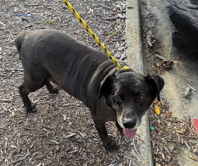 Shelter Stray Male Dog last seen Near BLOCK OCALA RD, TALLAHASSEE FL 32304, 1125 Easterwood Dr, Tallahassee, FL 32311, USA