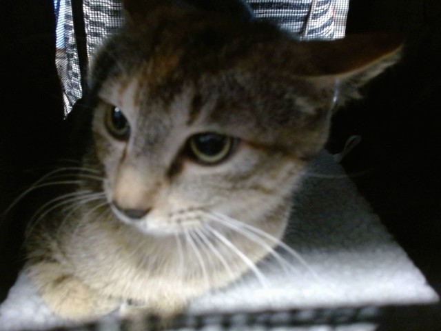 Shelter Stray Unknown Cat last seen SW 134TH ST, 2811 SE 29th St, Oklahoma City, OK 73129, USA