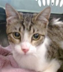 Shelter Stray Unknown Cat last seen Near BLOCK SW 54TH ST, 2811 SE 29th St, Oklahoma City, OK 73129, USA