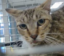 Shelter Stray Unknown Cat last seen Near BLOCK NW 96TH ST, 2811 SE 29th St, Oklahoma City, OK 73129, USA