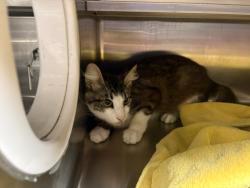 Shelter Stray Male Cat last seen , West Valley Animal Shelter, 20655 Plummer St, Chatsworth, CA 91311, USA