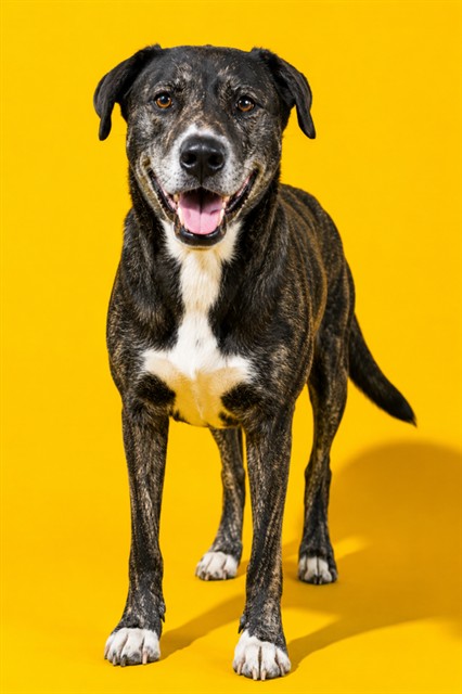 Shelter Stray Female Dog last seen , 2020 Forest St, Jacksonville, FL 32204, USA