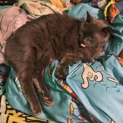 Lost Male Cat last seen Near Strawberry Way , Delray Beach, FL 33484