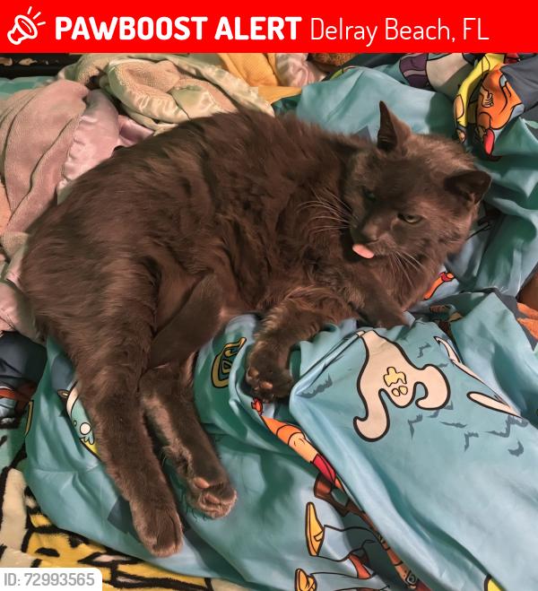 Lost Male Cat last seen Near Strawberry Way , Delray Beach, FL 33484