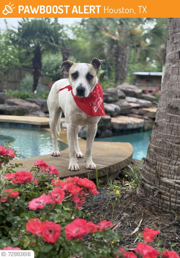 Found/Stray Male Dog last seen Forest cove Kingwood, Houston, TX 77339