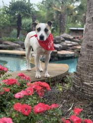 Found/Stray Male Dog last seen Forest cove Kingwood, Houston, TX 77339