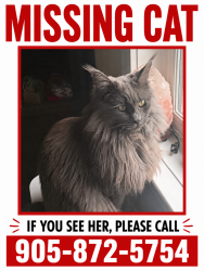 Lost Female Cat last seen Mountain street, Halton Hills, ON L7G 2X6