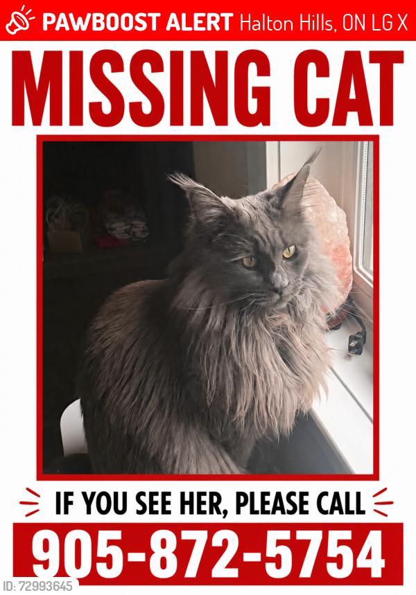 Lost Female Cat last seen Mountain street, Halton Hills, ON L7G 2X6