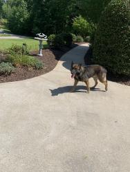 Reunited Male Dog last seen Layhill Drie and Brooks Crossing , Raleigh, NC 27606