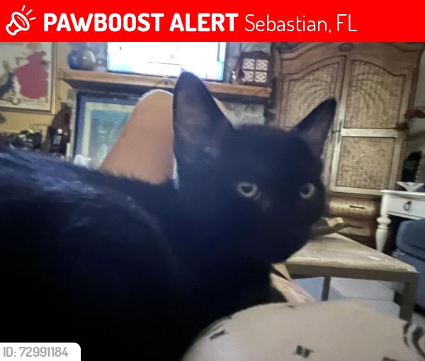 Lost Male Cat last seen Near Wimbrow Dr Sebastian FL, Sebastian, FL 32958