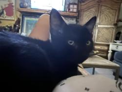 Lost Male Cat last seen Near Wimbrow Dr Sebastian FL, Sebastian, FL 32958