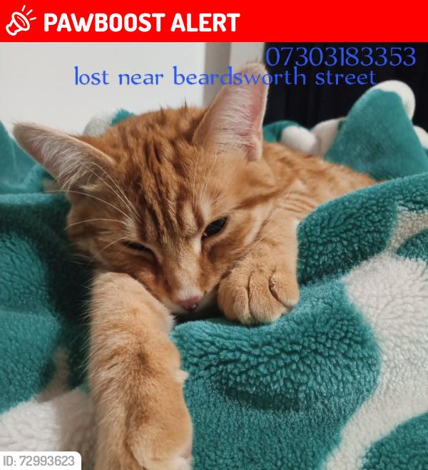 Lost Male Cat last seen Beardsworth street , Blackburn with Darwen, England BB1